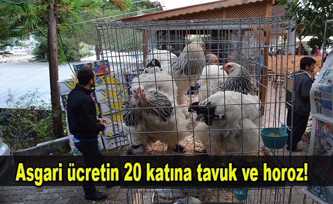 Trabzon'da asgari ücretin 20 katına tavuk ve horoz satıldı Trabzon'da asgari ücretin 20 katına tavuk ve horoz satıldı