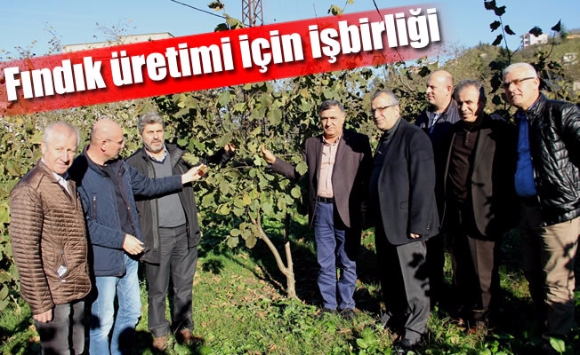 Fındık üretimi için işbirliği Fındık üretimi için işbirliği
