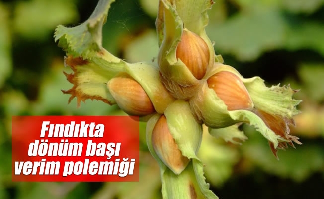 Fındıkta dönüm başı verim polemiği Fındıkta dönüm başı verim polemiği