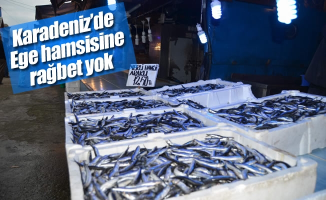 Karadeniz'de Ege hamsisine rağbet yok Karadeniz'de Ege hamsisine rağbet yok