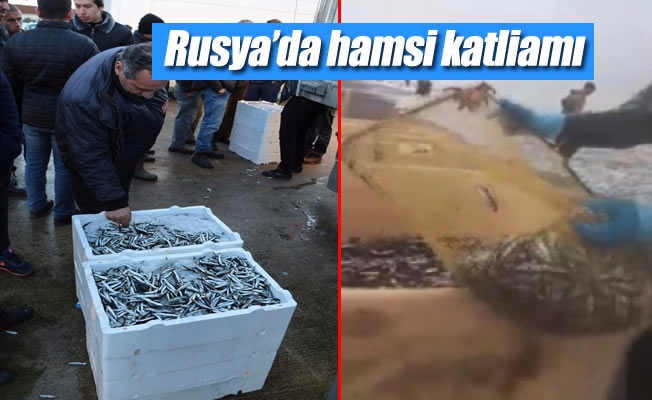 Rusya'da hamsi sahile işte böyle vurdu Rusya'da hamsi sahile işte böyle vurdu