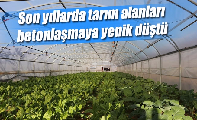 Trabzon’da yılda yaklaşık 25 bin ton sebze üretiliyor ama... Trabzon’da yılda yaklaşık 25 bin ton sebze üretiliyor ama...