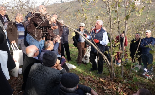 Yüzde 60 verim artışı için fındığı buda Yüzde 60 verim artışı için fındığı buda