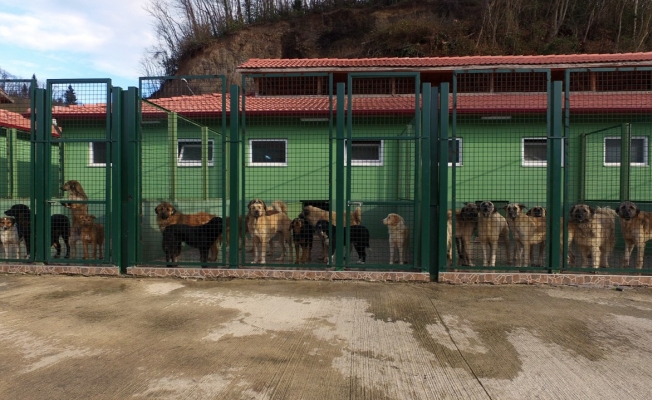Türkiye’nin en modern hayvan  bakım merkezi hizmete girdi
