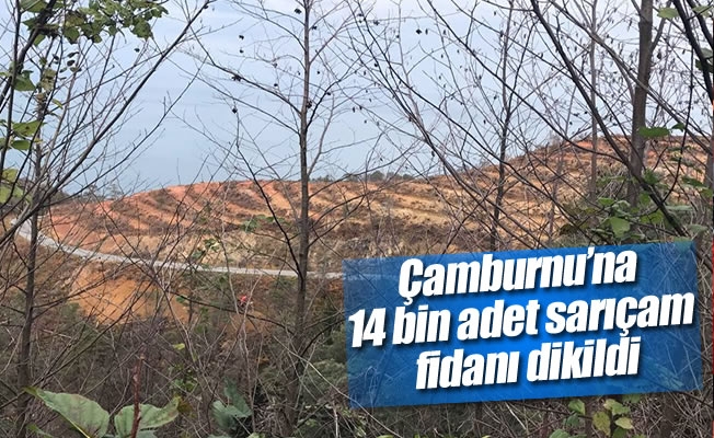 Yangında zarar gören Çamburnu'na 14 bin adet sarıçam fidanı dikildi Yangında zarar gören Çamburnu'na 14 bin adet sarıçam fidanı dikildi