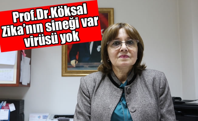 Zika'nın sineği var, virüsü yok Zika'nın sineği var, virüsü yok