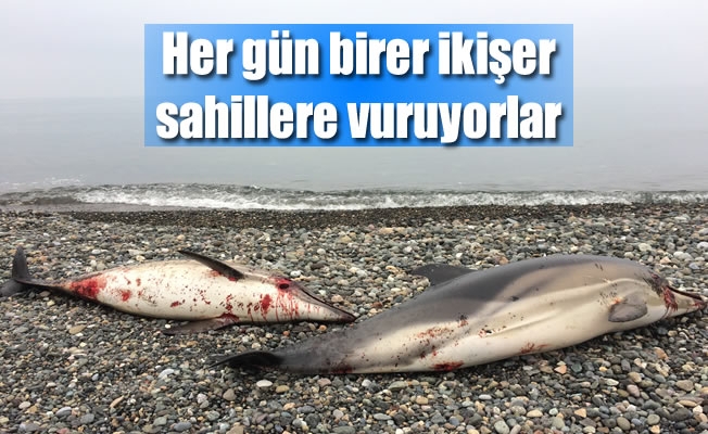 Her gün birer ikişer sahillere vuruyorlar Her gün birer ikişer sahillere vuruyorlar