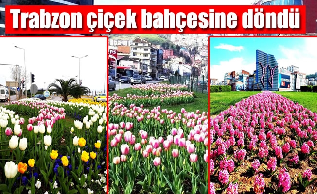 Trabzon çiçek bahçesine döndü Trabzon çiçek bahçesine döndü