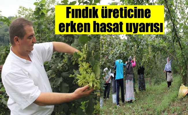 Fındığı erken toplamayın Fındığı erken toplamayın
