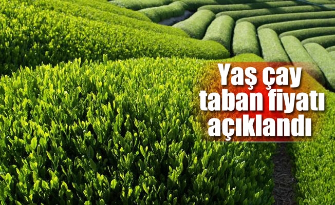 Yaş çay taban fiyatı açıklandı Yaş çay taban fiyatı açıklandı