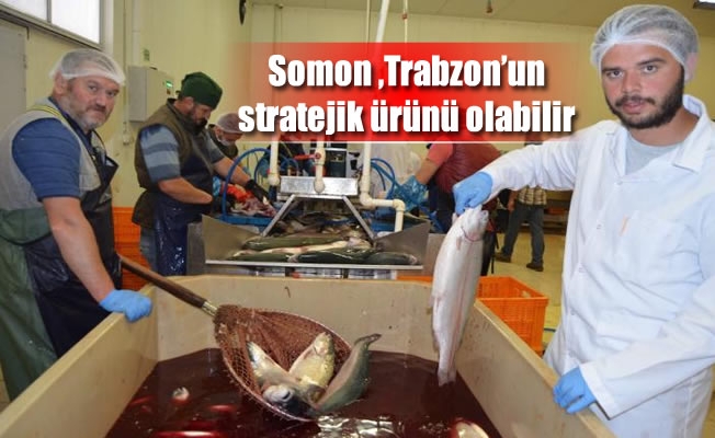 Somon Trabzon'un stratejik ürünü olabilir Somon Trabzon'un stratejik ürünü olabilir