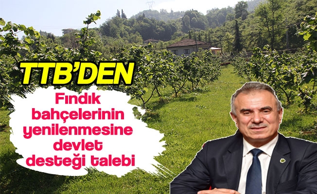 Fındık bahçelerinin yenilenmesine devlet desteği talebi Fındık bahçelerinin yenilenmesine devlet desteği talebi