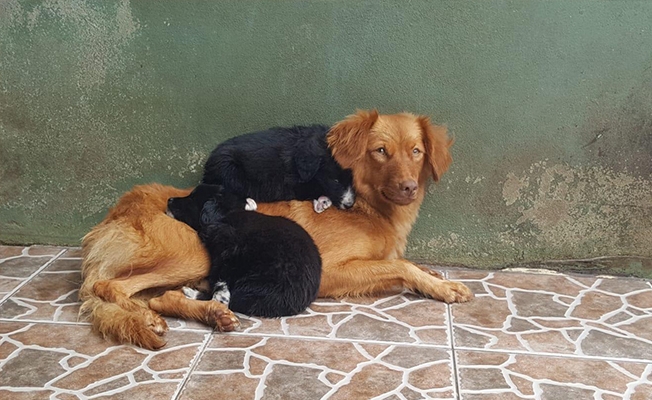 Büyükşehir’den Sahipsiz Canlara Özel Uygulama Büyükşehir’den Sahipsiz Canlara Özel Uygulama