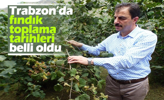 Trabzon İl Ve İlçelerinde Fındık Hasat Tarihleri Belli Oldu