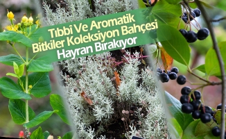 ‘Tıbbî Ve Aromatik Bitkiler Koleksiyon Bahçesi’ Hayran Bırakıyor