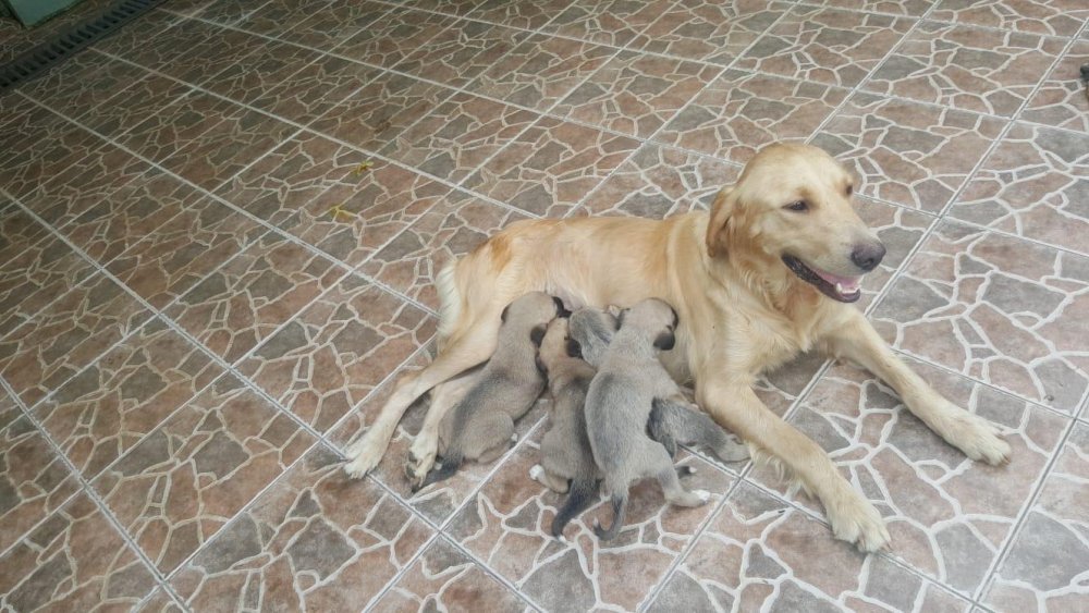 Büyükşehir Yavru Köpeklerin Hayatını Kurtardı.