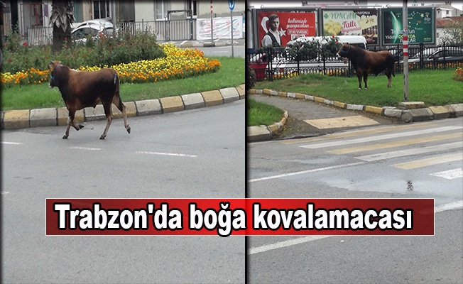 Trabzon'da kaçan boğa trafiği birbirine kattı