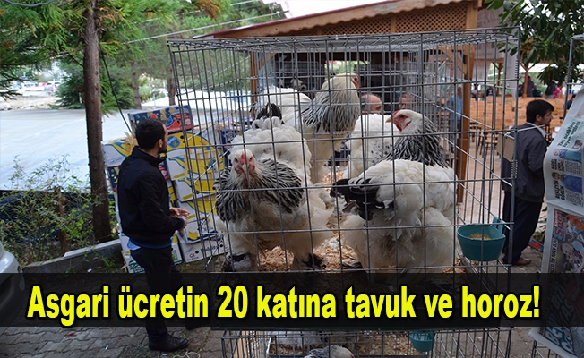 Trabzon'da asgari ücretin 20 katına tavuk ve horoz satıldı