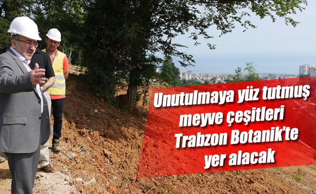 Unutulmaya yüz tutmuş meyve çeşitleri  Trabzon Botanik’te yer alacak