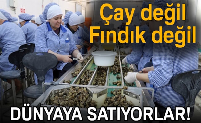 Zonguldak'tan Avrupa'ya yılda bin 200 ton salyangoz ihraç ediyorlar