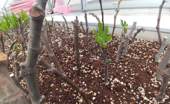 Akçaabat Belediyesi'nden yerel incir üretimi projesi