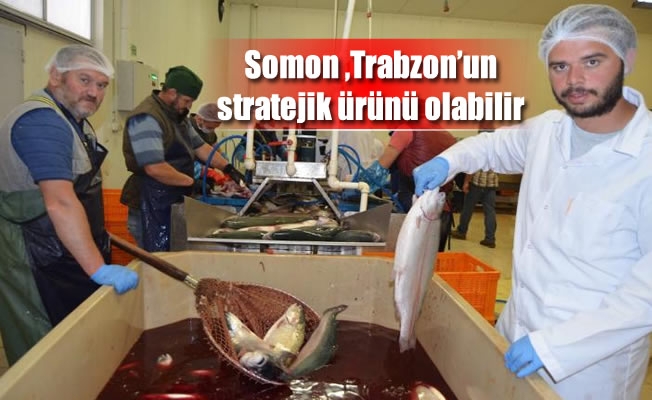 Somon Trabzon'un stratejik ürünü olabilir