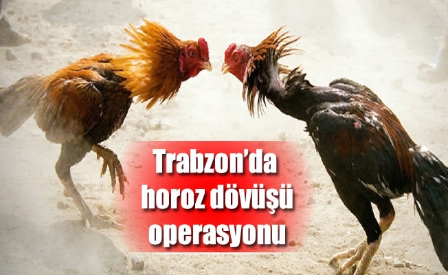 Trabzon'da horoz dövüşü operasyonu