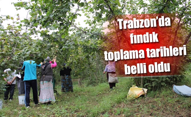 Trabzon'da fındık toplama tarihleri belli oldu