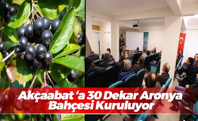 Akçaabat ‘a 30 Dekar Aronya (Süper Meyve) Bahçesi Kuruluyor