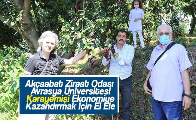 Akçaabat Ziraat Odası Ve Avrasya Üniversitesi Bölgemizdeki   Karayemiş Meyvesini Ekonomiye Kazandırmak İçin El Ele