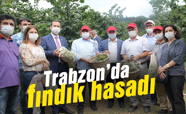Trabzon’da fındık hasadı