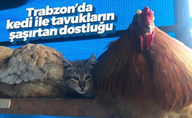 Trabzon'da kedi ile tavukların şaşırtan dostluğu