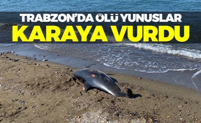 Trabzon'da ölü yunuslar karaya vurdu!