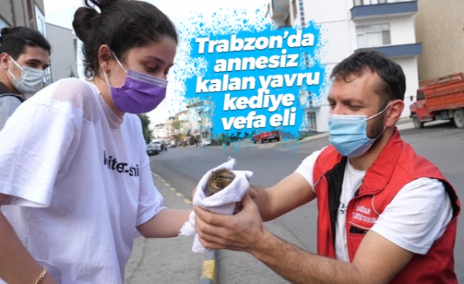 Trabzon'da annesiz kalan yavru kediye vefa eli