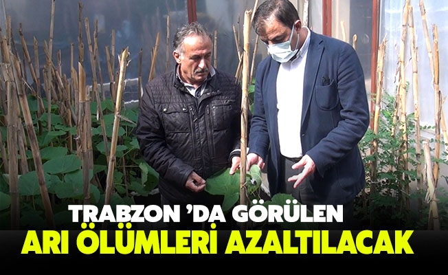 Trabzon ’da görülen arı ölümleri azaltılacak