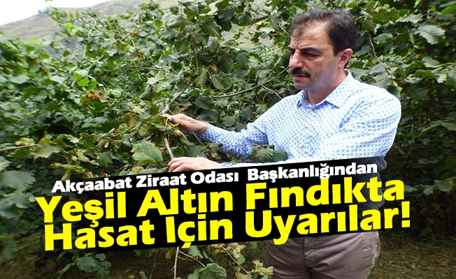 Akçaabat Ziraat Odası  Başkanlığından Yeşil Altın Fındıkta Hasat İçin Uyarılar!