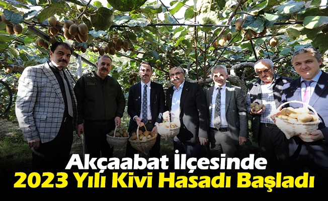 Akçaabat İlçesinde  2023 Yılı Kivi Hasadı Başladı