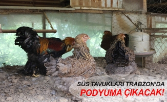 Süs tavukları Trabzon'da podyuma çıkacak